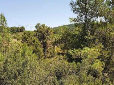 Terreno rustico in vendita a C/ Dehesa de Mojón Blanco