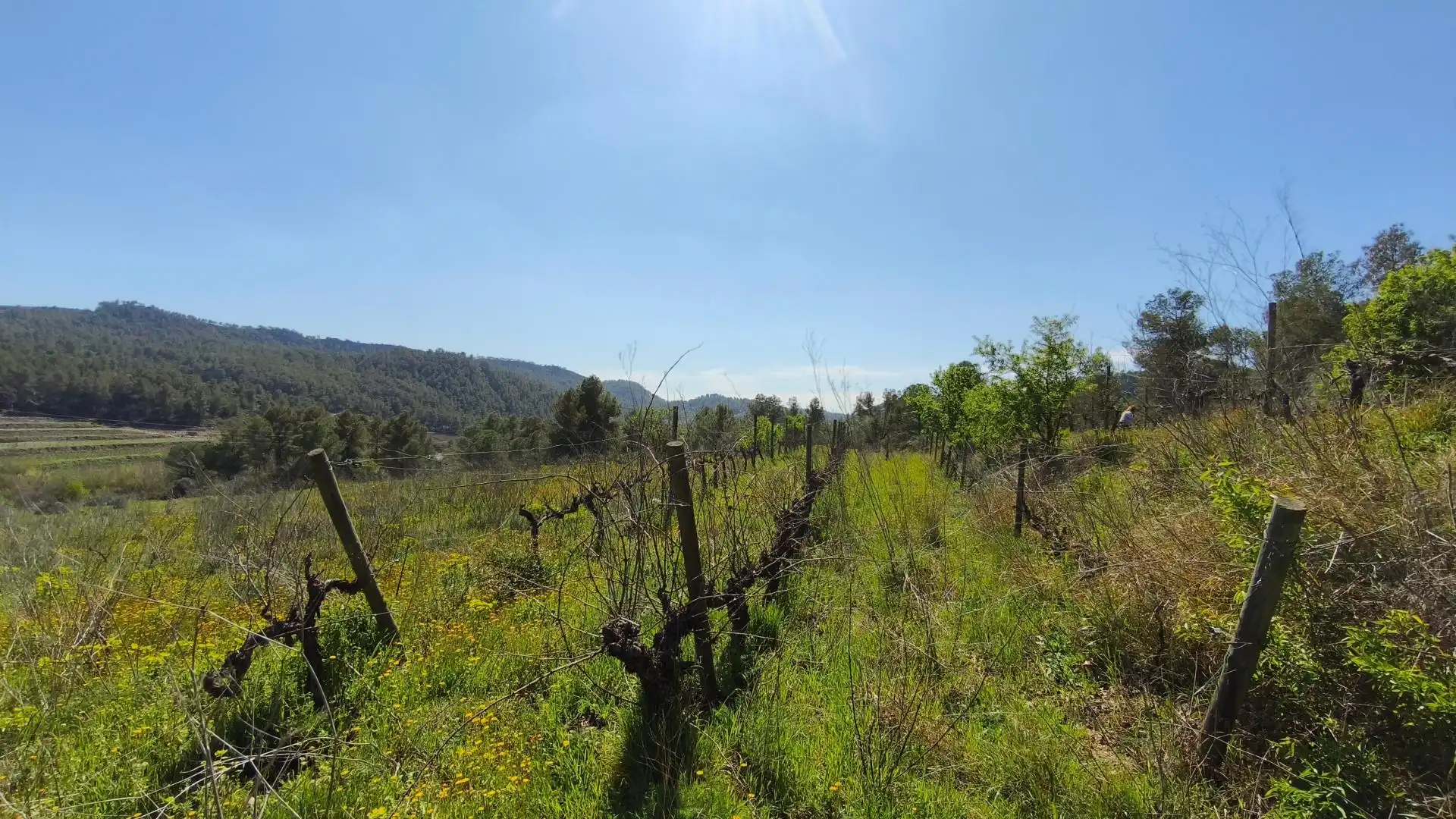 Grundstücke zum Verkauf in El Molar (Tarragona)