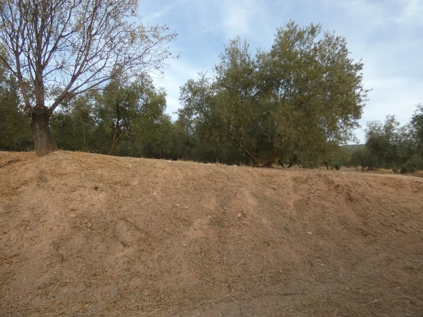 Terreni e lotti in vendita a Cogollos de la Vega, imagen 9