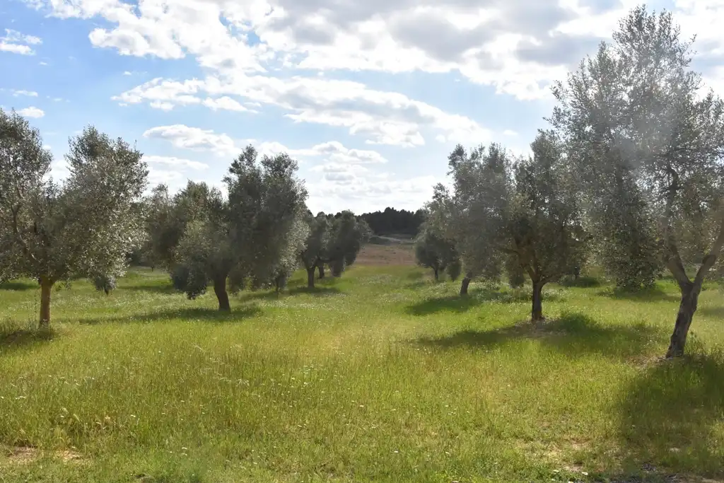 Terreni e lotti in vendita a Cretas, imagen 8