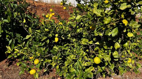 Foto 3 de Casa o chalet en venta en Camino de Candelaria, La Esperanza - Llano del Moro, El Rosario