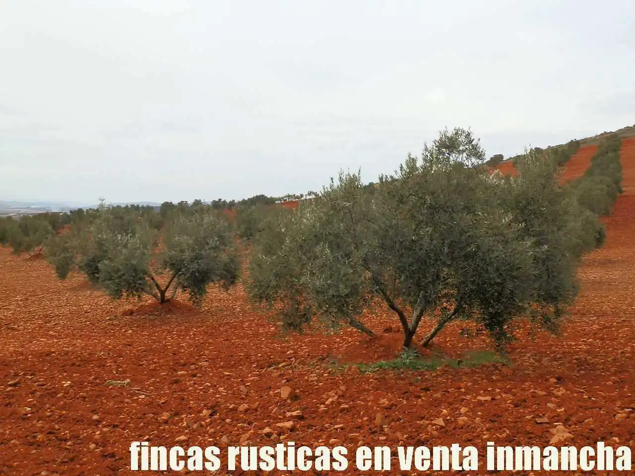 Rural land for sale in Valdepeñas, imagen 5