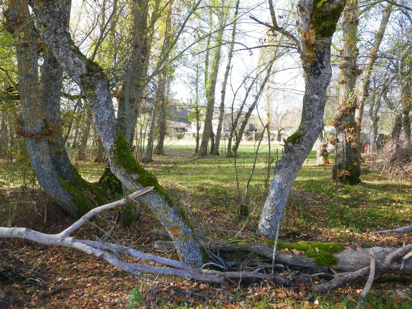 Land for sale in Santo Tomé del Puerto