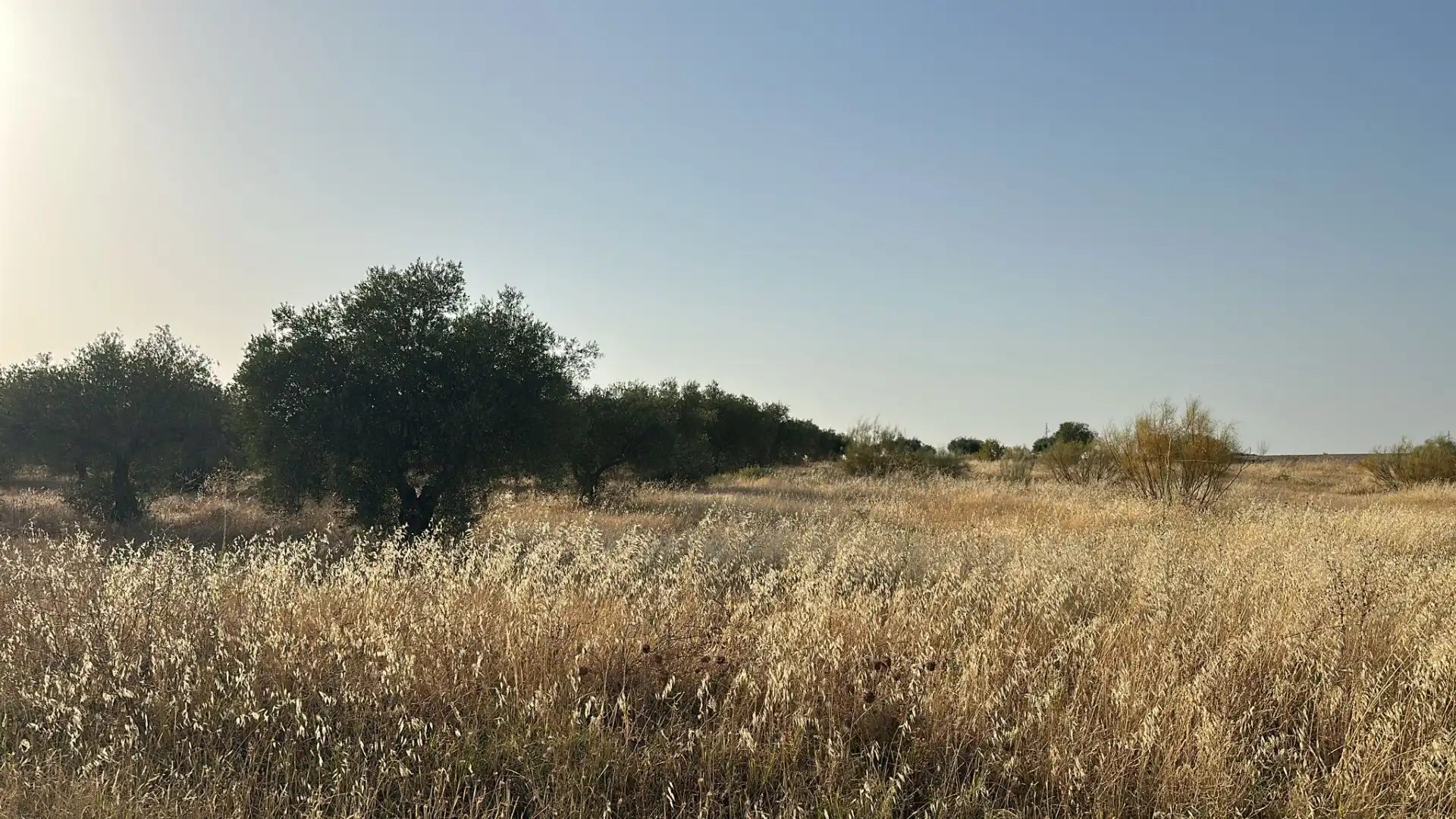 Terreni e lotti in vendita a Don Benito