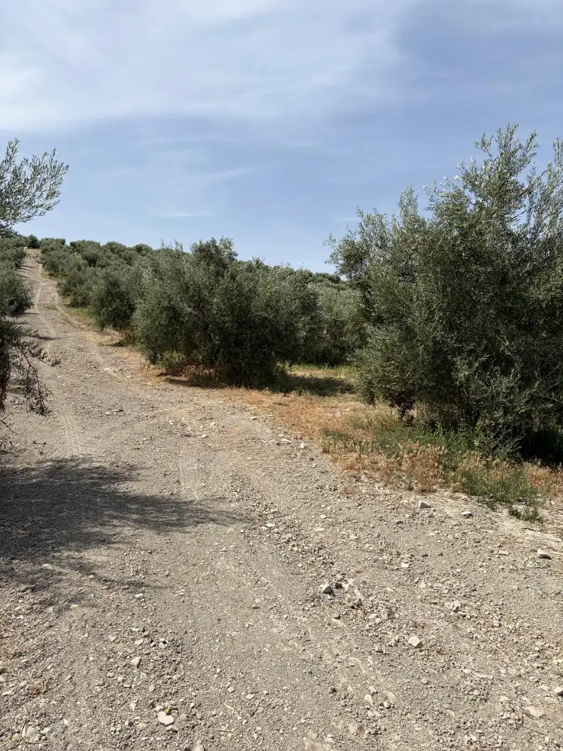 Land for sale in Santiago de Calatrava