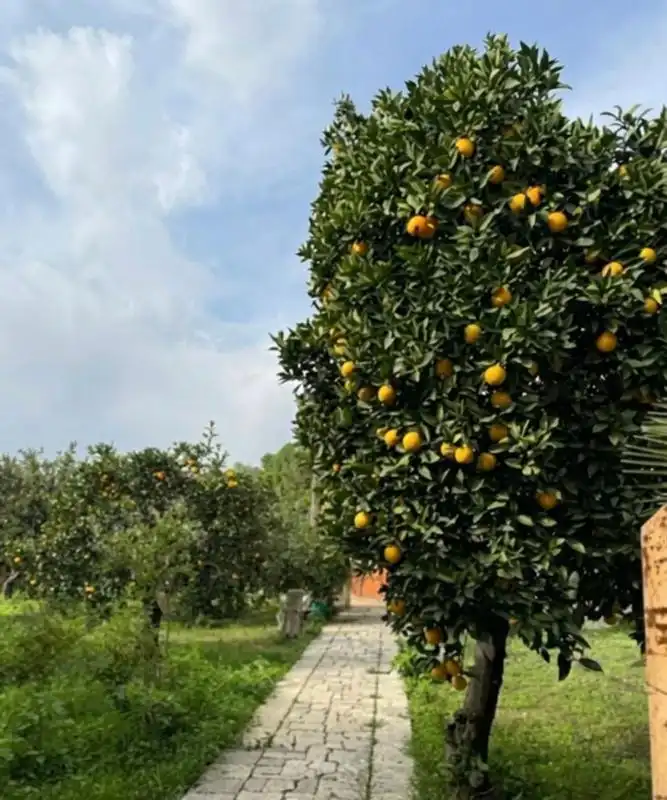 Jardín de Finca rústica en venta en Sevilla con Calefacción y Jardín privado