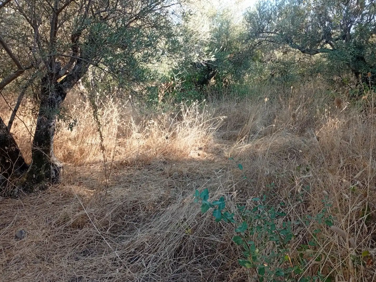 Terreni e lotti in vendita a Villanueva de la Vera, imagen 31