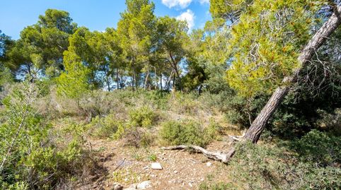 Se vende solar edificable con PROYECTO en Cala Vinyes, imagen 3