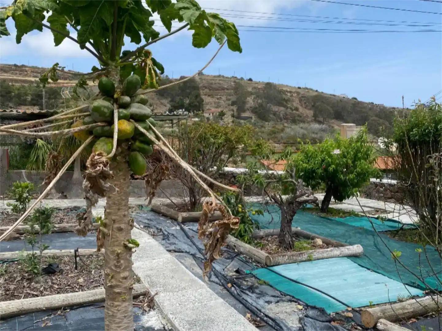 Piscina de Casa o chalet en venta en Gáldar con Piscina