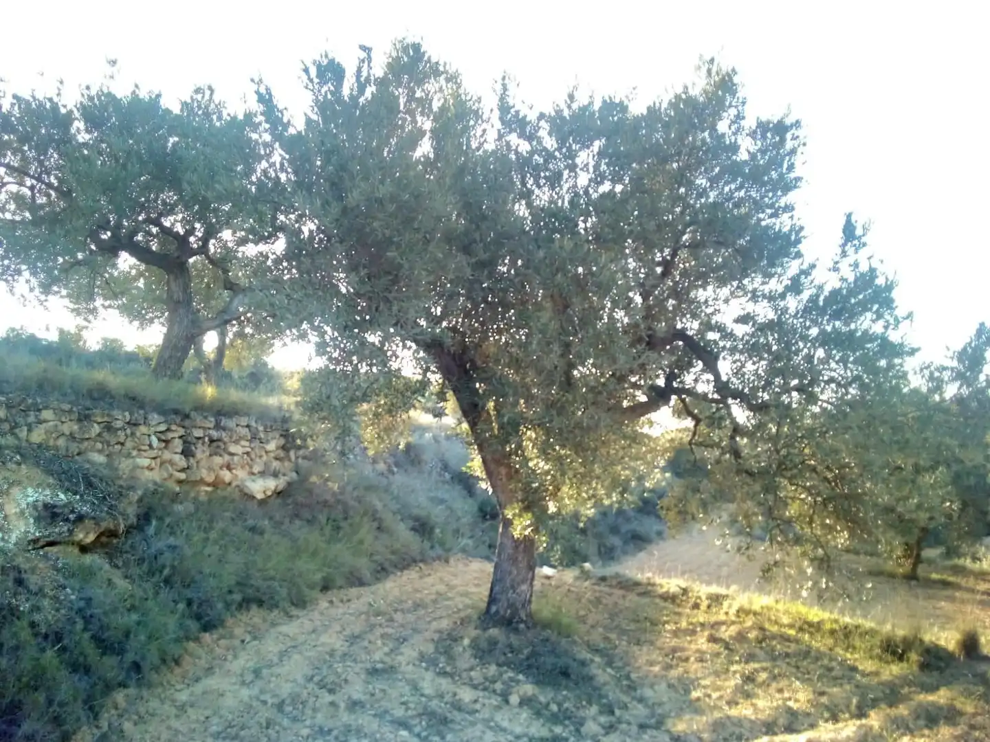 Jardí de Terreny en venda en Riba-roja d'Ebre