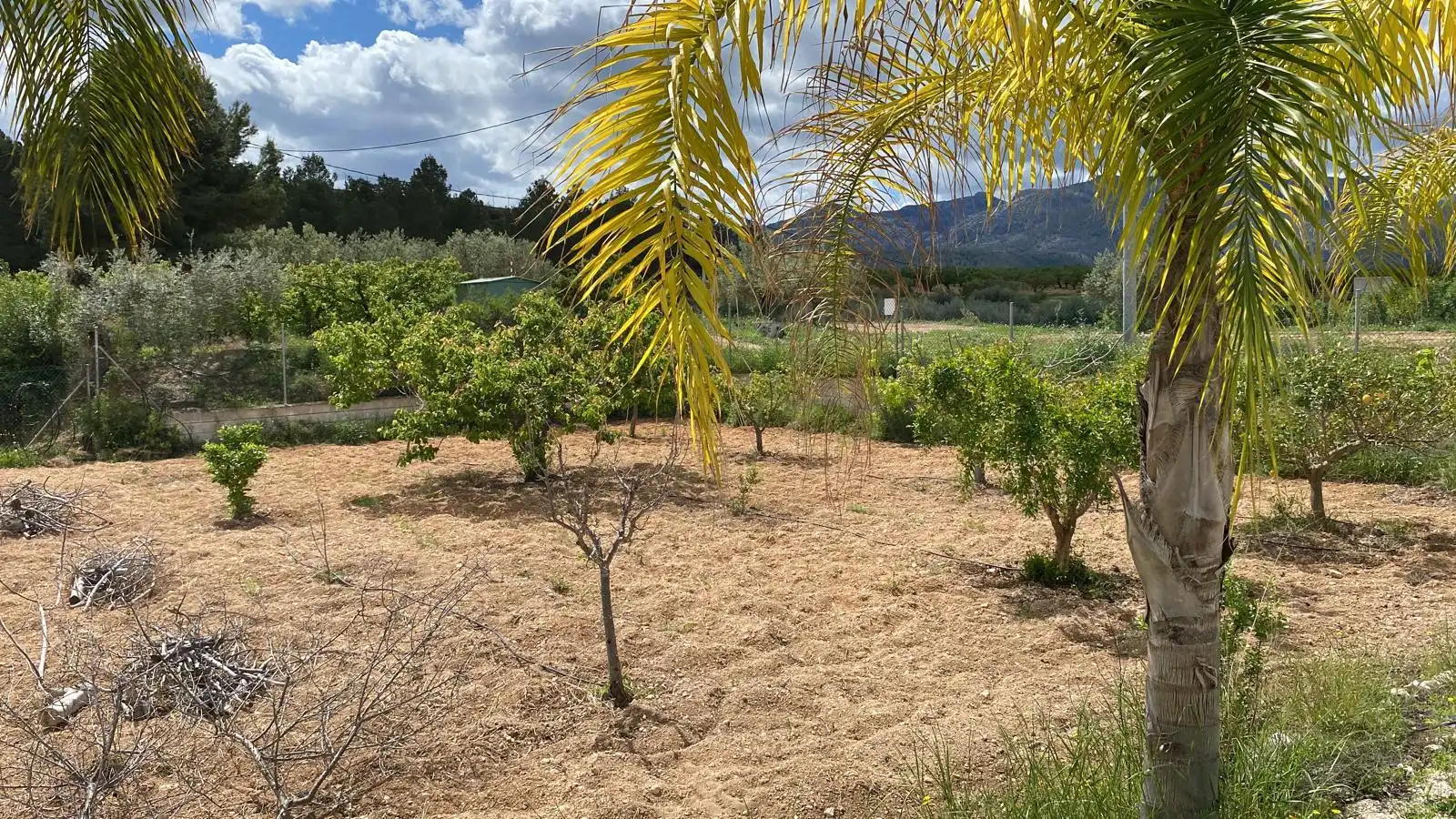 Finca rústica en venda en Pliego amb Jardí privat, Terrassa i Traster