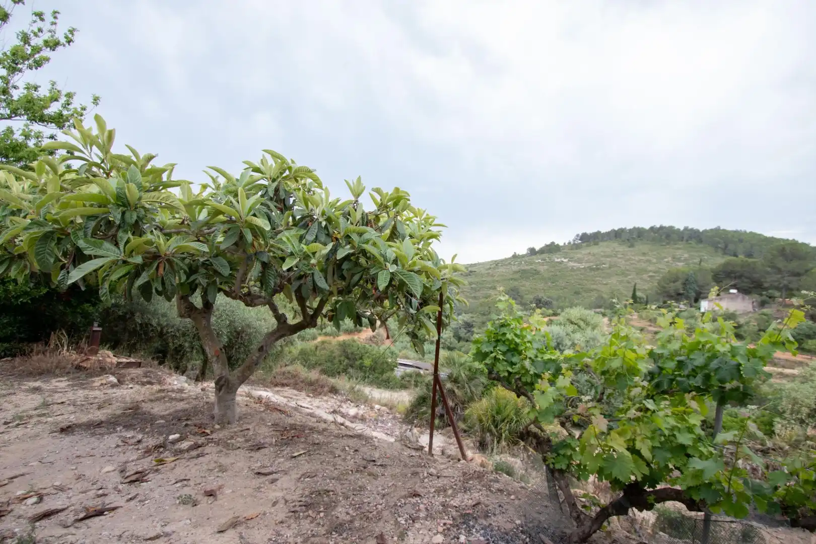 Finca rústica en venda en Benlloc amb Jardí privat, Terrassa i Traster