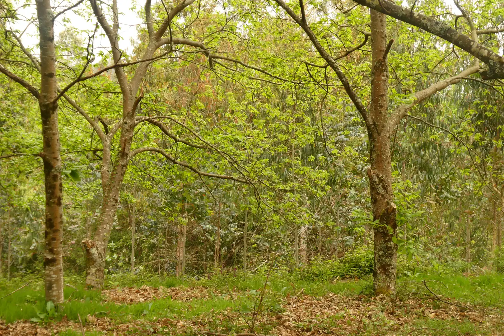 Finca rústica en venda en San Sadurniño amb Jardí privat, Moblat i Forn