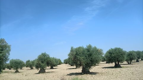 olivar cerca de mora , immagine 5