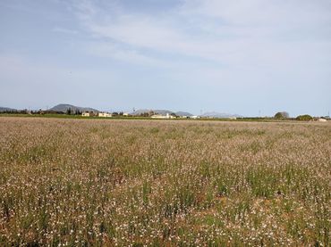 Wohnbaugrundstück zum Verkauf in Sa Pobla