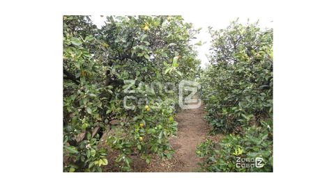 Finca Rustica  Venta Polinyà de Xúquer, imatge 3