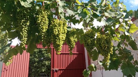 Foto 2 de Finca rústica en venda a Carretera de Nueva Carteya, Montilla, Córdoba