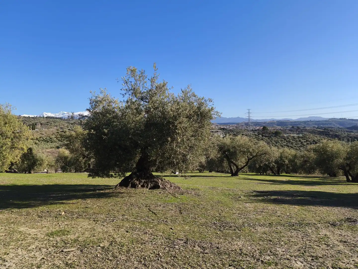 Lands and plots for sale in Alfacar, imagen 20