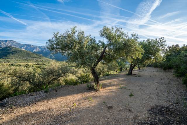 Terreno en Venta en TV-3421, 31 en Mas de Barberans