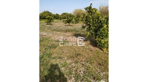 Finca Rustica  Venta Algemesí, imagen 5