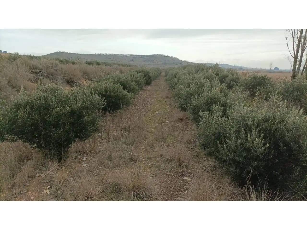 Terreni e lotti in vendita a Albalate de Cinca, imagen 7