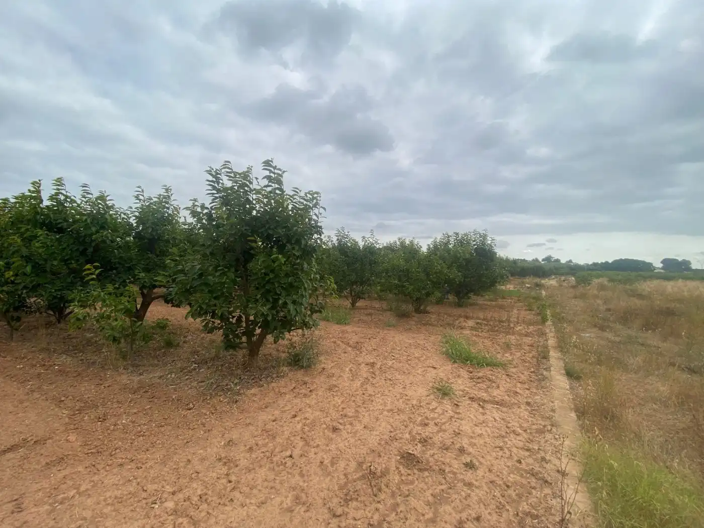 Land for sale in Carlet