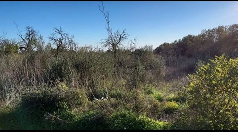 Foto 4 de Terreny en venda a Camí de Son Fullana, Llucmajor pueblo, Llucmajor