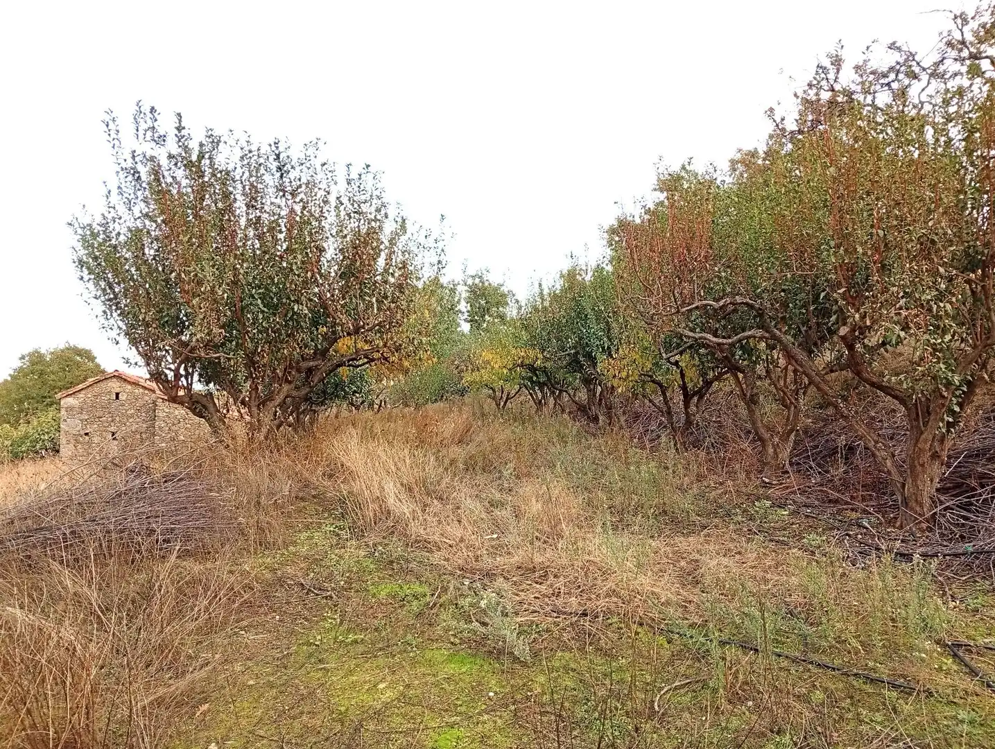 Terreni e lotti in vendita a Villanueva de la Vera, imagen 6