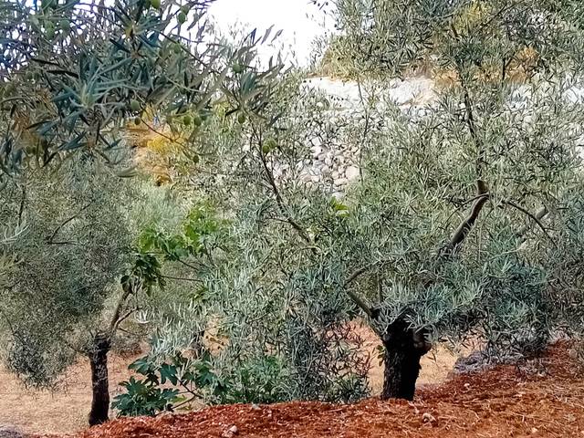 Terreno en Venta en Yunquera