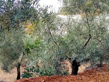 Terreno rustico in vendita a Yunquera