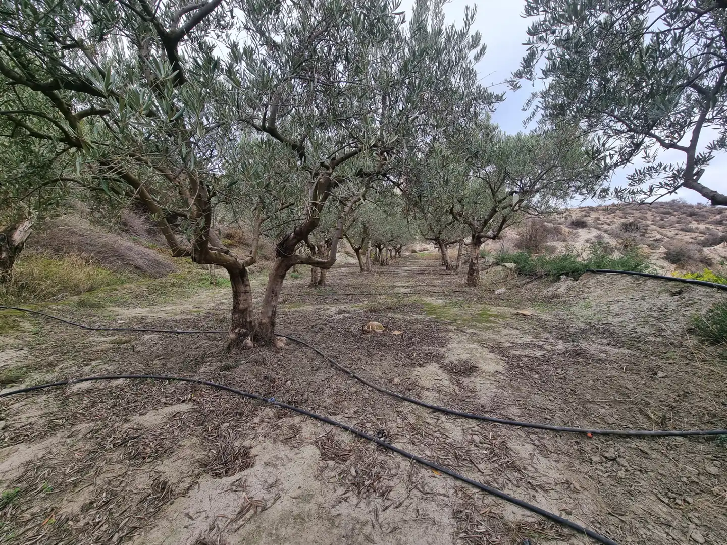 Rural land for sale in Calle Camino Ancho 4, imagen 13