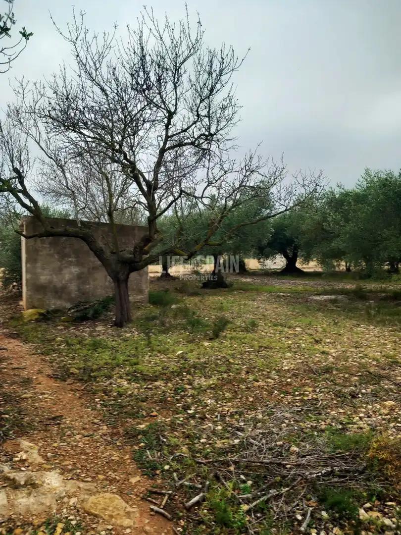 Terreno rústico en venta en Grau - Quintanes, imagen 3