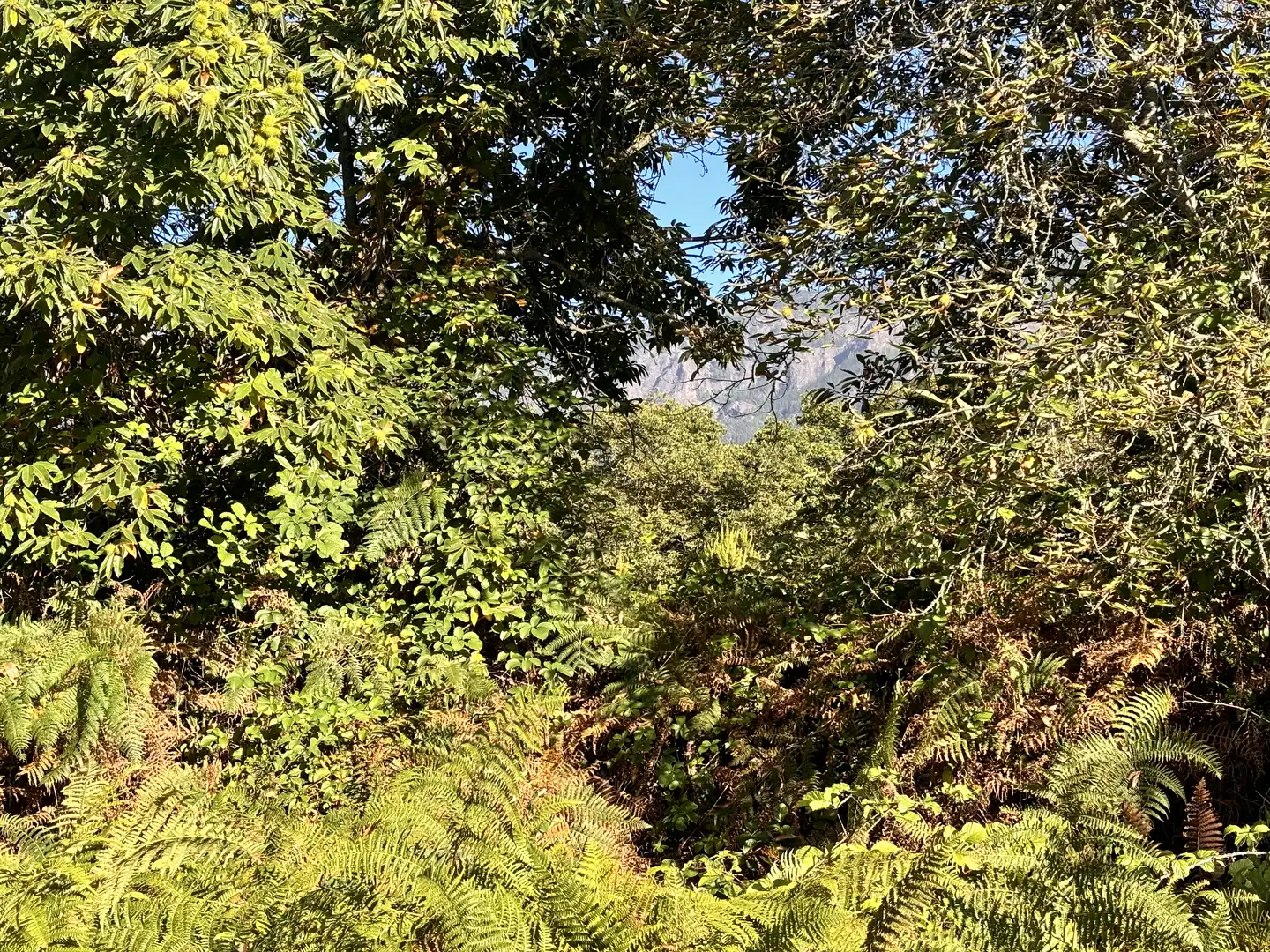 Terreno rustico in vendita a Lugar el Balayo, imagen 12