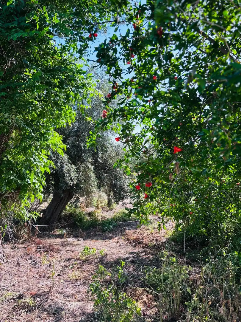Garten von Haus oder Chalet zum Verkauf in Murcia mit Möbliert