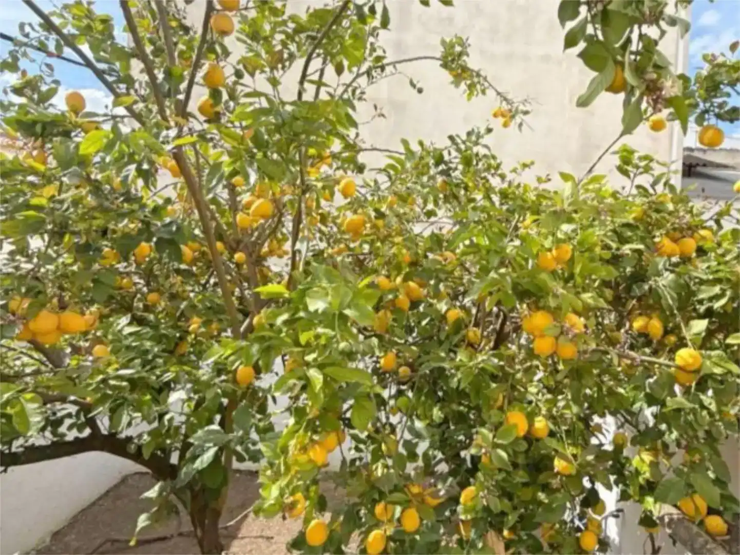 Jardí de Pis en venda en Mollina