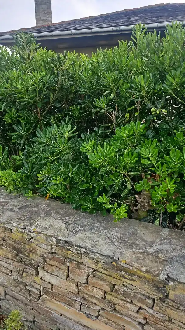 Jardí de Casa adosada en venda en Ribadeo