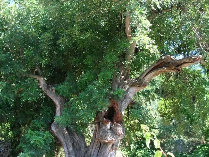 Xalet amb jardí en venda a GUADASSUAR 37, imagen 8