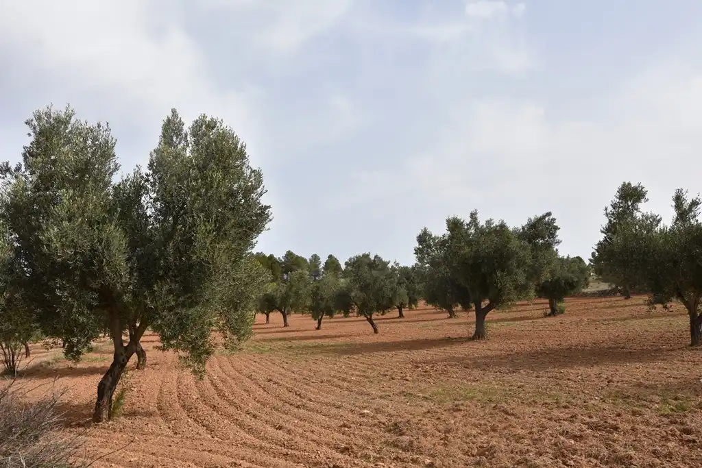 Terreno en venta en Arens de Lledó