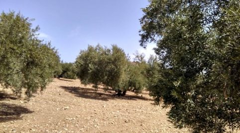 OLIVAR MARTEÑO DE 9 FANEGAS, immagine 4