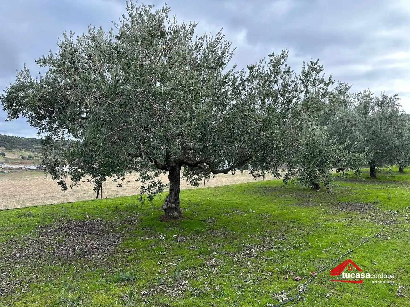 Terreno rustico in vendita a Villanueva del Rey, imagen 28