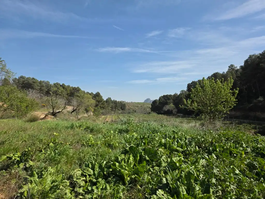 Terreno rustico in vendita a Carrer Soledat 2, imagen 5