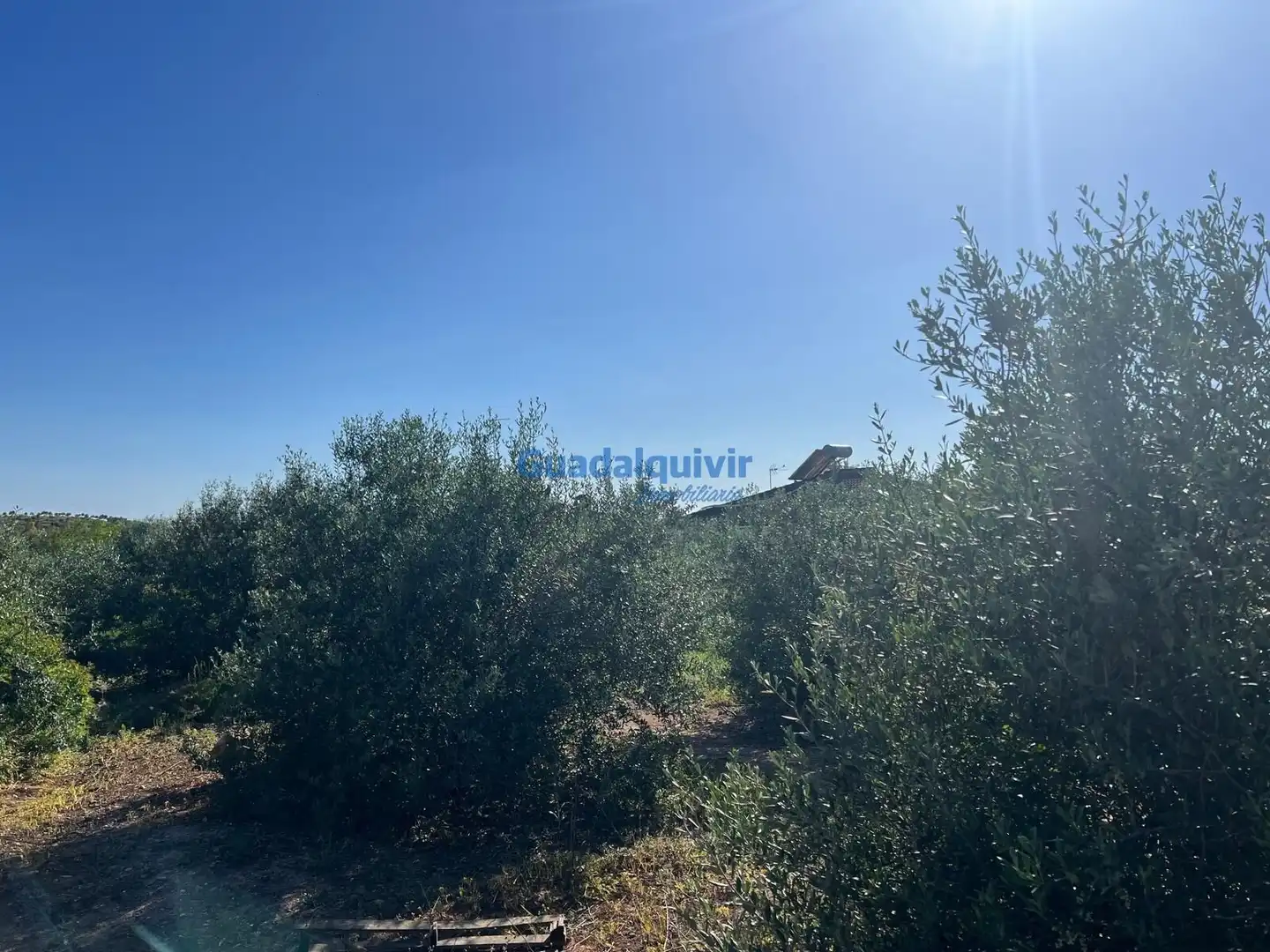 Terrain rustique à vendre à La Hacienda - Nueva Andalucía, imagen 4