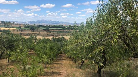 FINCA RÚSTICA  CON OLIVOS, imagen 5
