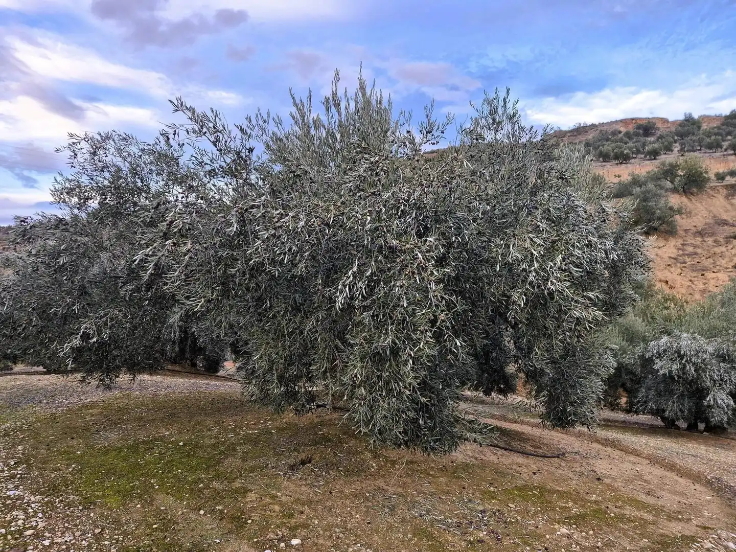 Rural land for sale in Huétor Tájar, imagen 17