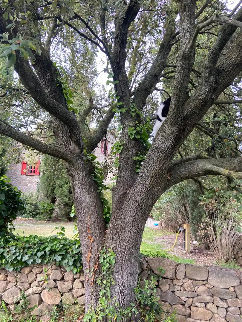 Jardí de Finca rústica en venda en Maià de Montcal amb Aire condicionat, Calefacció i Jardí privat