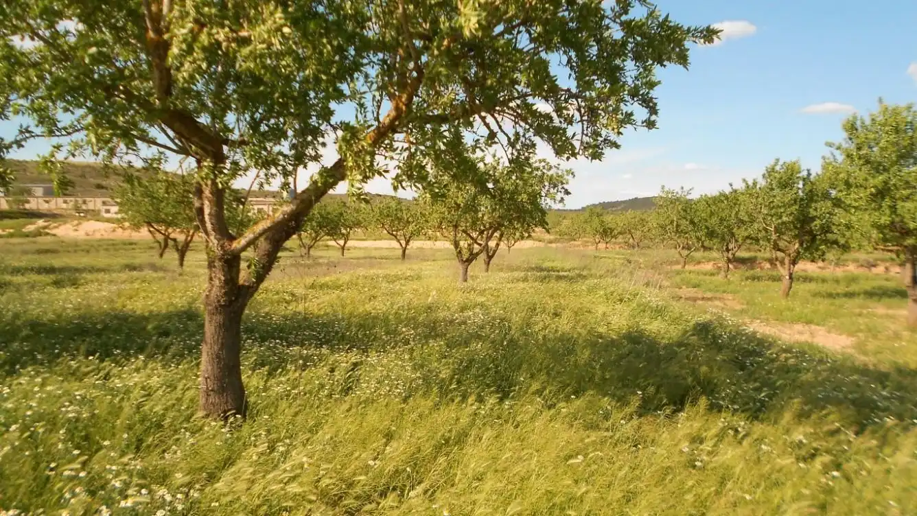 Wohnbaugrundstück zum Verkauf in Batea, imagen 7