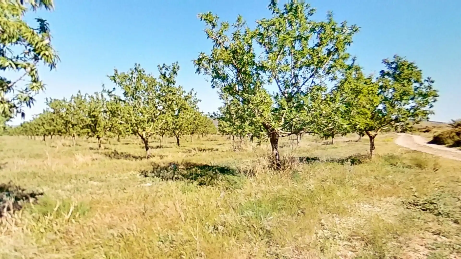 Terreny rústic en venda a Ulldecona, imagen 4