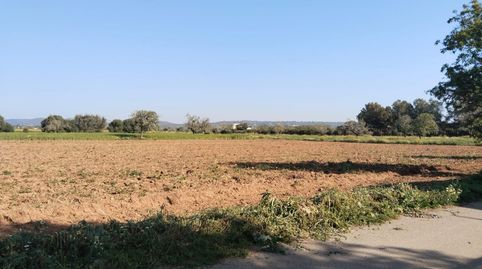 Foto 4 de Terreno en venta en Campos poble, Campos