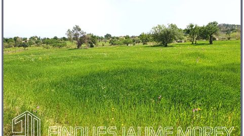Terreno en venta en Biniamar, immagine 2