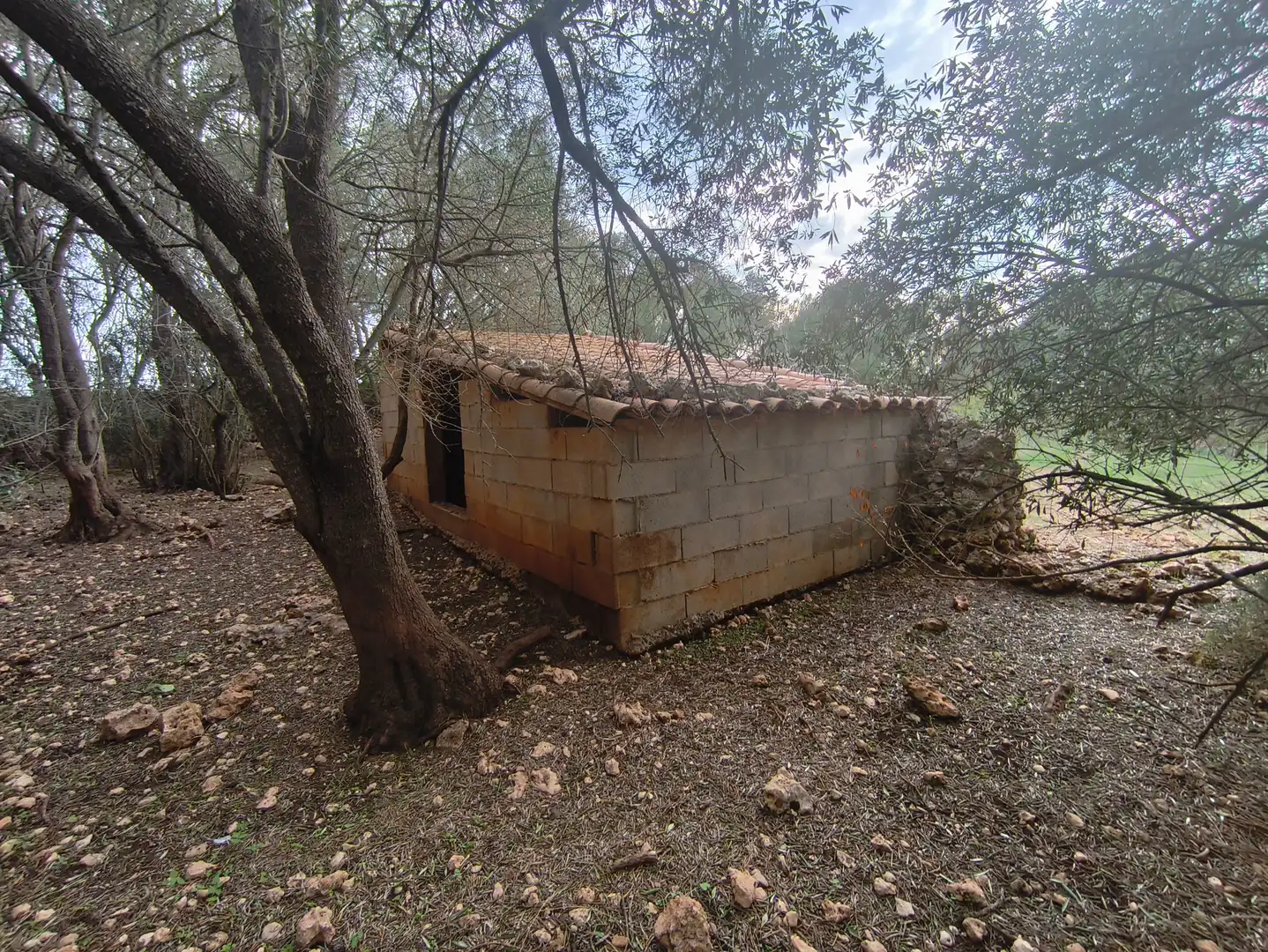 Rural land for sale in Ariany